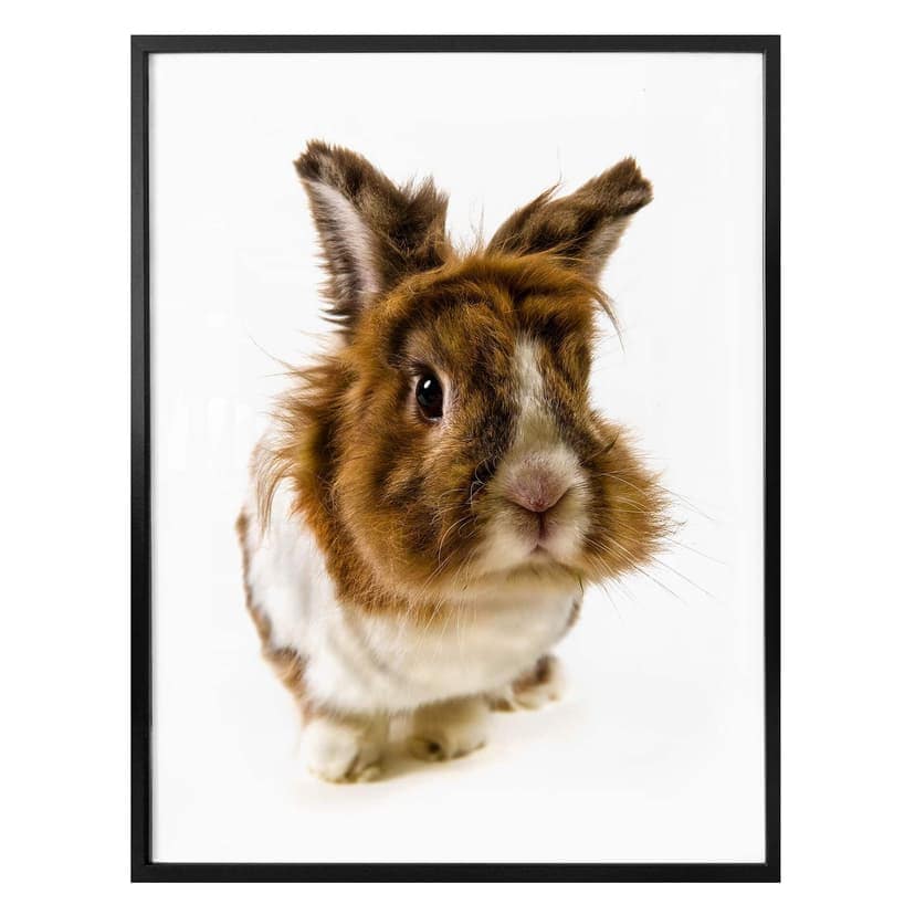 Póster Conejo