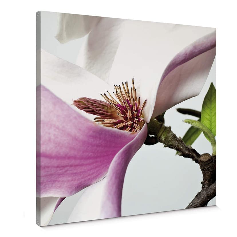 Lienzo Magnolia