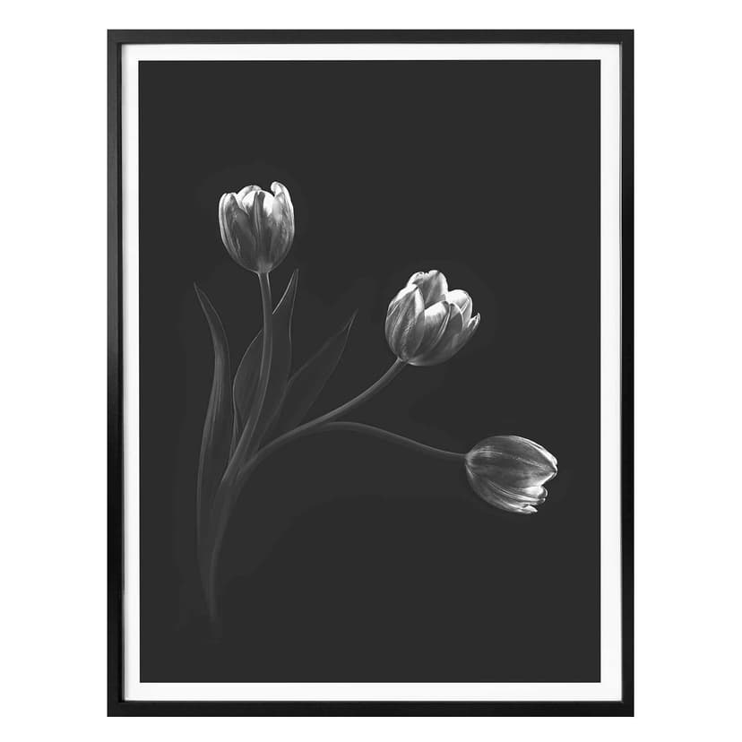 Póster Pan - Tulipán trío
