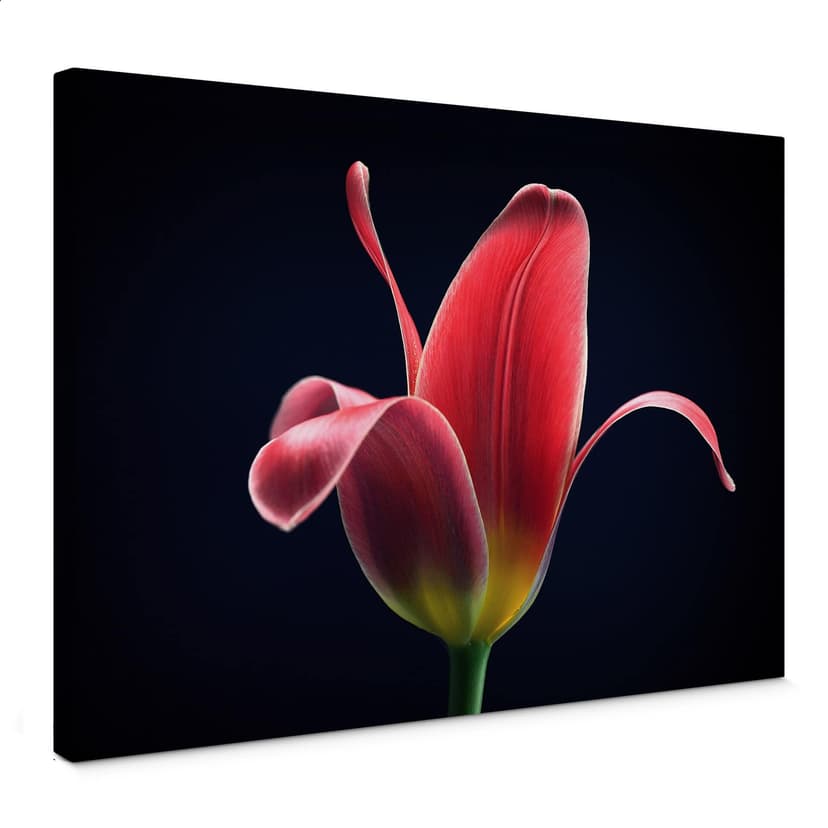 Lienzo Grønkjær - Primer tulipán