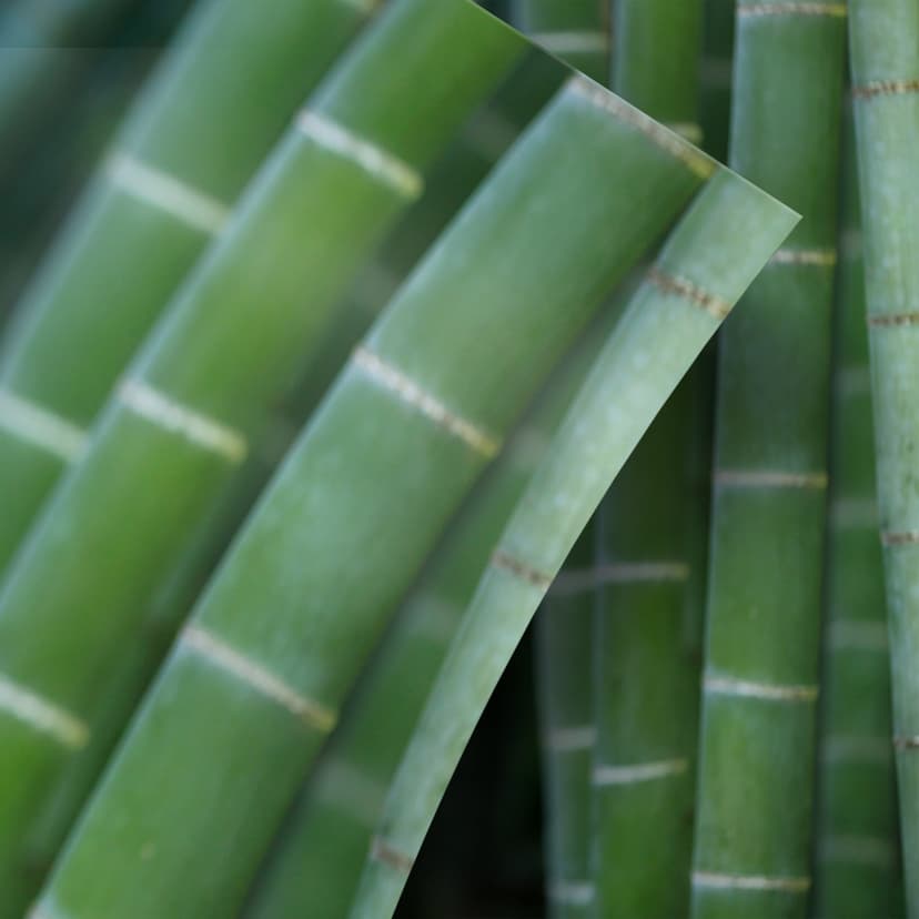 Vinilo adhesivo muebles, vinilo decorativo - lavable - Bamboo forest 02