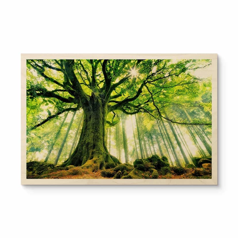 Cuadro de madera bosque de cuento - Kiciak