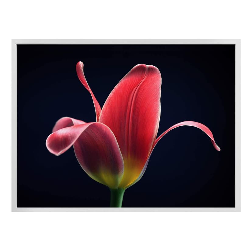 Póster Grønkjær - Primer tulipán