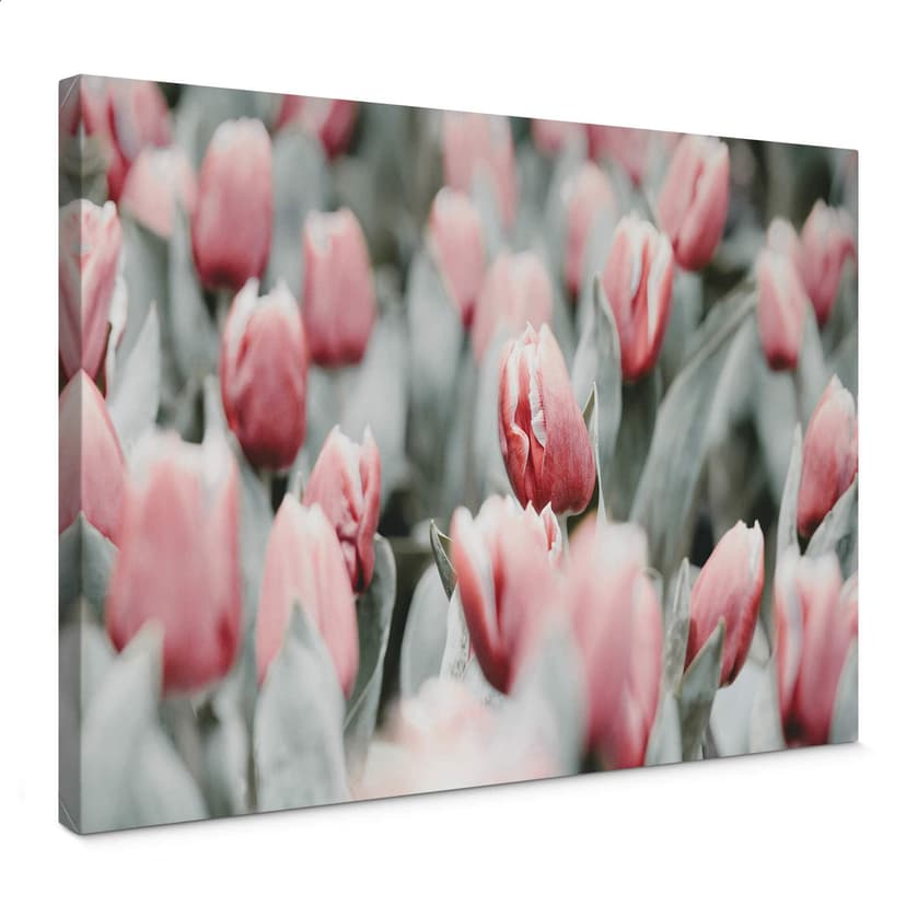 Lienzo Annie - Tulipanes de primavera