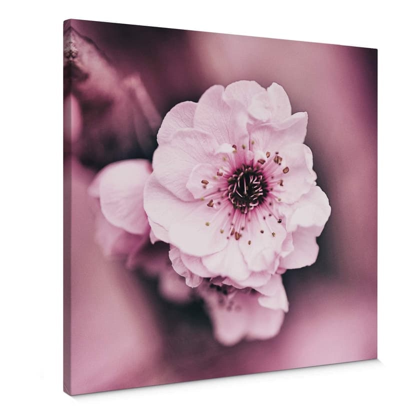 Lienzo esplendor en flor - Cuadrado