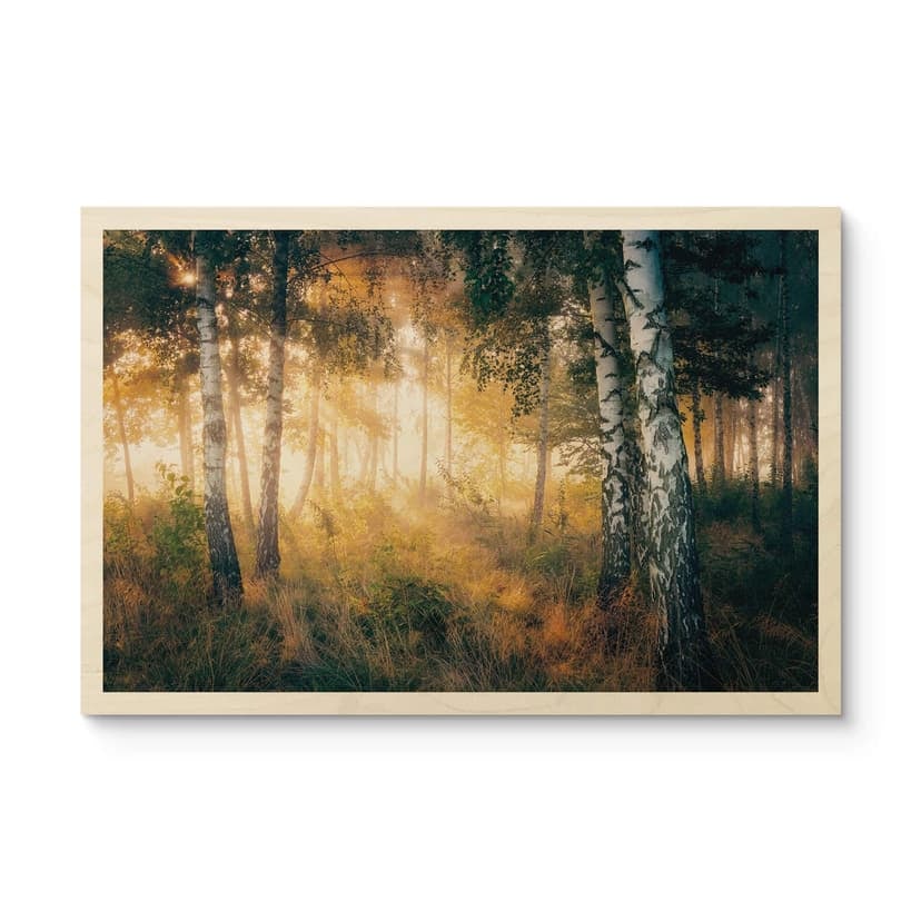 Cuadro de madera sol en un bosque de abedules - Kado