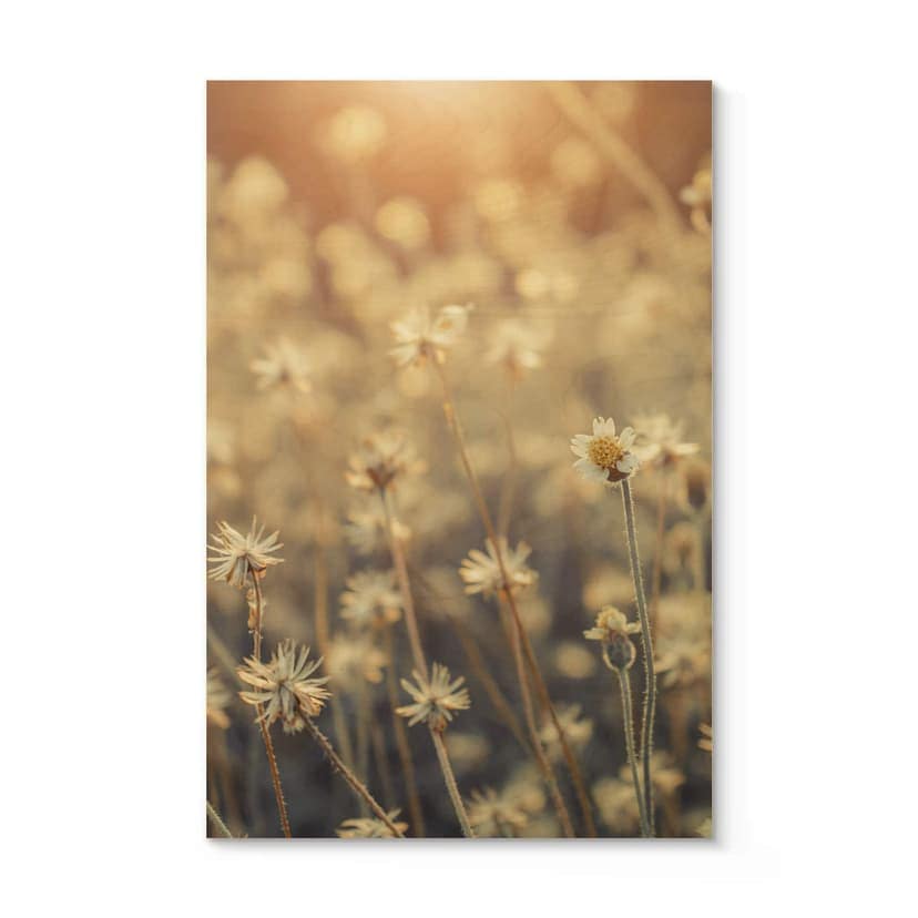 Cuadro de madera Mexican Daisy - Primer plano