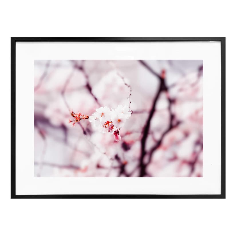 Póster Flor de cerezo 02