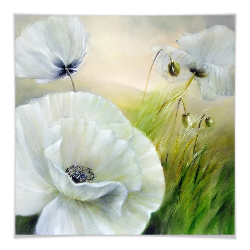 Póster Schmucker - Amapola blanca