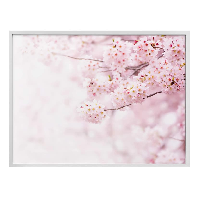 Póster Delicados cerezos en flor