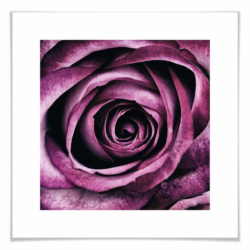 Póster de la Rosa Violeta