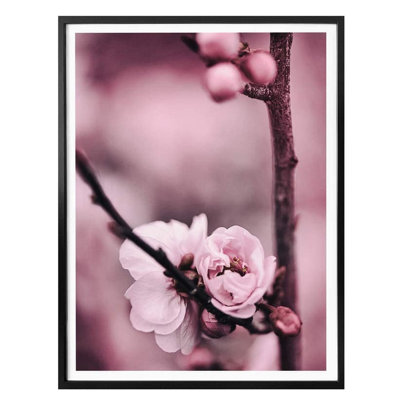 Póster de capullos de flores