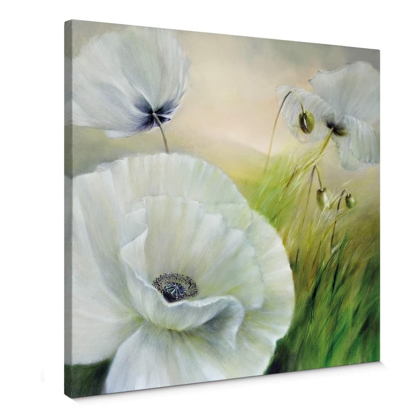 Lienzo Schmucker - Amapola blanca
