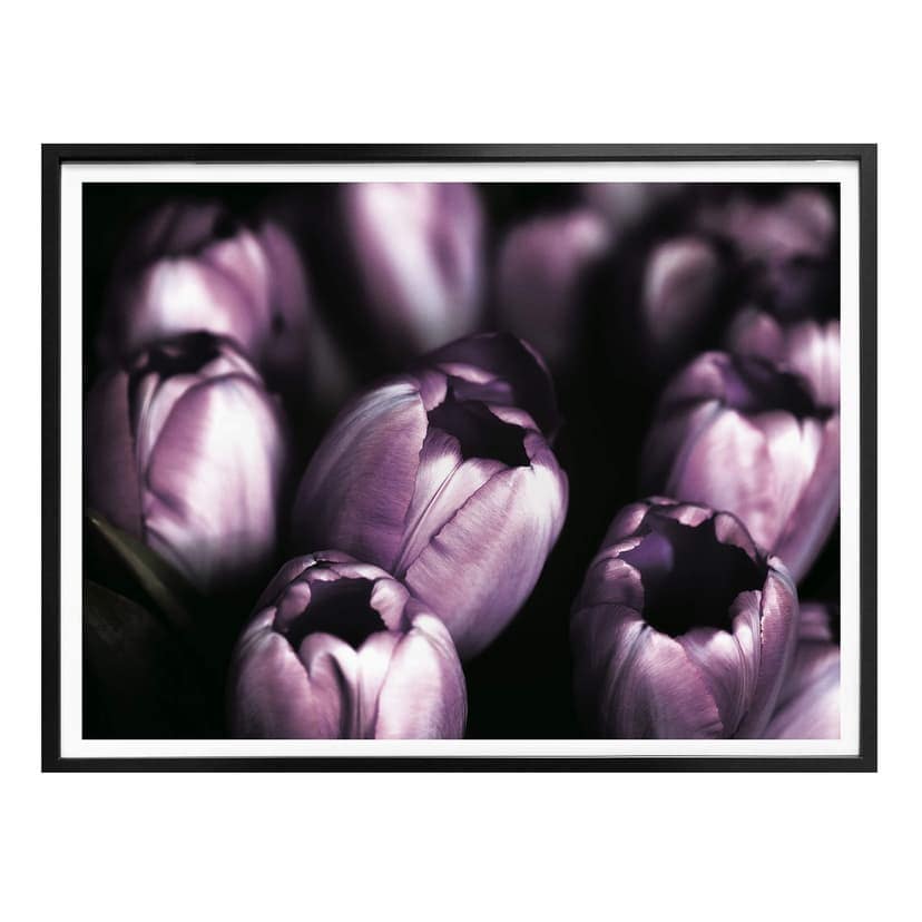 Póster Tulipanes