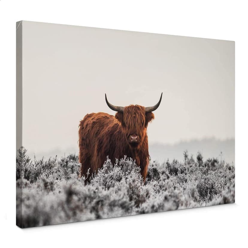 Lienzo van den Helm - Highlander