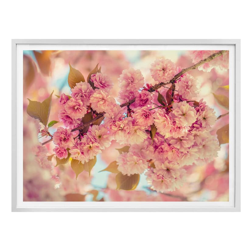 Póster Delgado - Cerezos en flor
