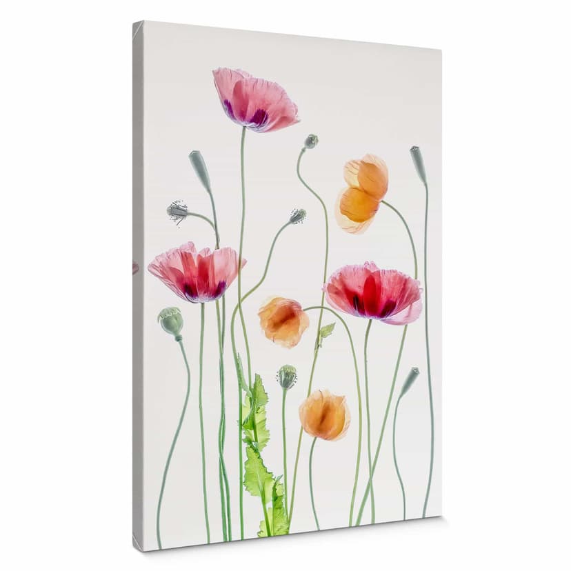 Lienzo Flores - Amapolas de colores - Disher