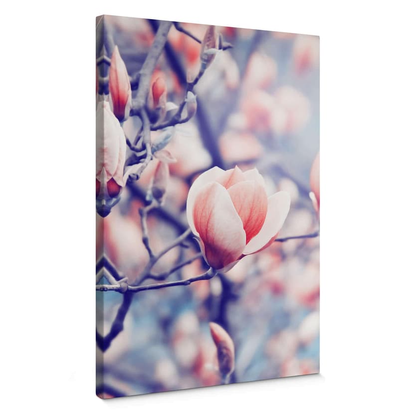Cuadro lienzo Brote de magnolia