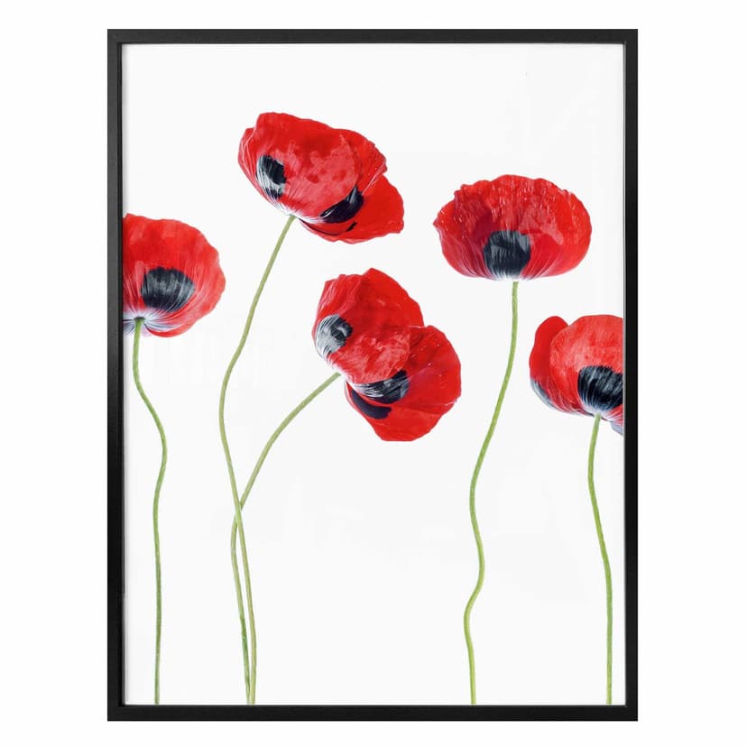Póster Disher - Amapolas