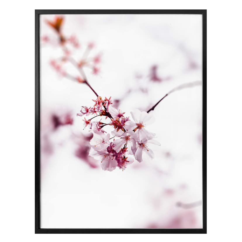 Póster de los cerezos en flor