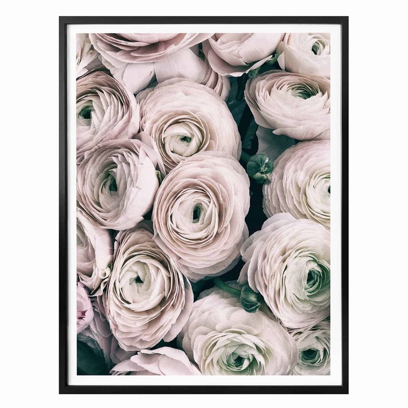 Póster Vintage Ranunculus