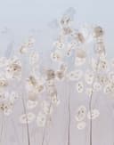 Fotomural flores, hojas naturaleza floral, moderno en azul